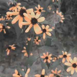 Meet your Posher, Savannah